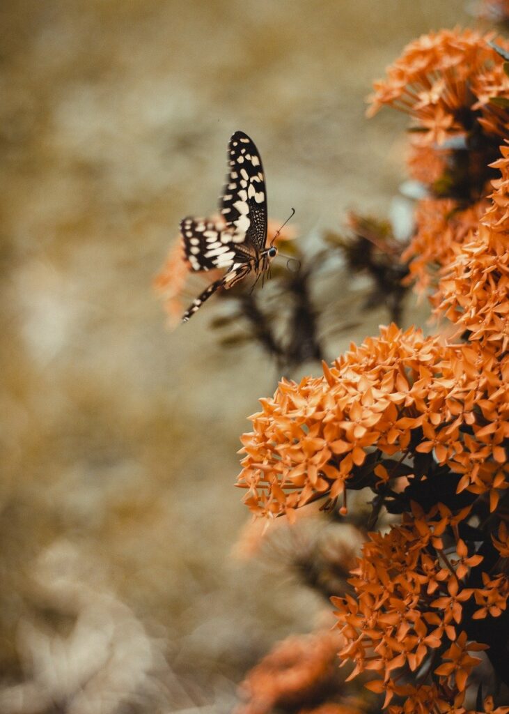 africa, ghana, butterfly-4982357.jpg